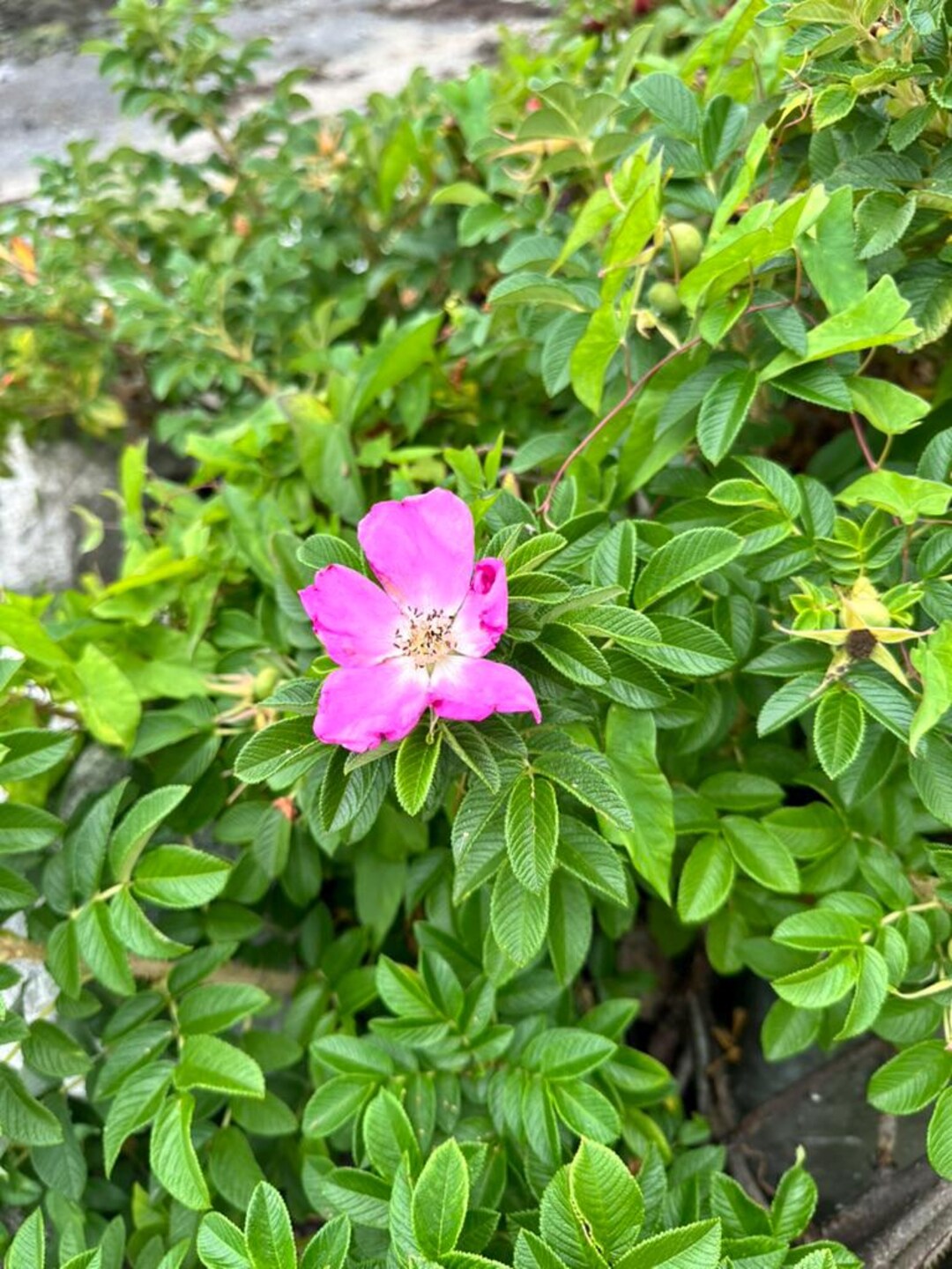 Fragrant Rugosa Roses Rosa Rugosa (rugosa Rose) – 20 Seeds | Perennial Shrub | Pink Fragrant ...