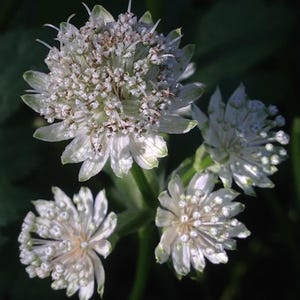 Masterwort (Astrantia major) – 20 Seeds | Perennial | White Star-Shaped Flowers | Pollinator-Friendly | Shade Garden Favorite