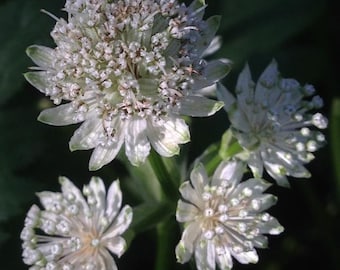 Astrantia major (Masterwort) 20 Seeds
