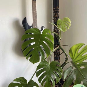 Könnte beinhalten: Eine Monstera-Pflanze mit großen, grünen, geteilten Blättern in einem weißen Topf. Eine schwarze E-Gitarre hängt an der Wand hinter der Pflanze. Ein schwarzer Pfahl mit strukturierter Oberfläche unterstützt das Wachstum der Pflanze.