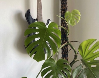 Moosstab mit Sphagnum Moos 100-150cm Ø 7,5 cm | Modular & Verlängerbar | Rankhilfe für Monstera und Efeutute | Stabile Pflanzenstütze