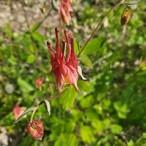 Columbine (Aquilegia canadensis) 1oz.,  estd. 25-30K seeds