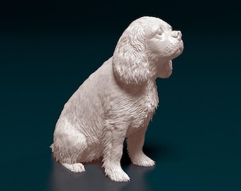 オーダーメイド 50 cm - キャバリア キング チャールズ スパニエル犬の