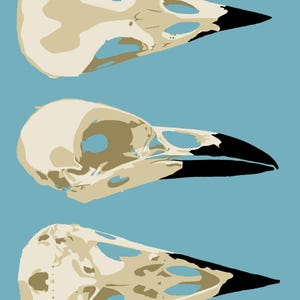 Op de afbeelding: Drie illustraties van vogel schedels op een rij tegen een lichtblauwe achtergrond. De schedels zijn beige en bruin met zwarte snavels. De afbeelding is een digitale illustratie.