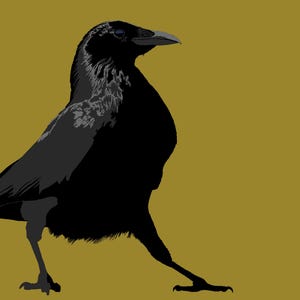 Op de afbeelding: Een digitale illustratie van een zwarte kraai met grijze accenten op de vleugels en borst, tegen een mosterdgele achtergrond. De kraai is in profiel afgebeeld, met een iets geopende snavel en uitgestrekte poten.