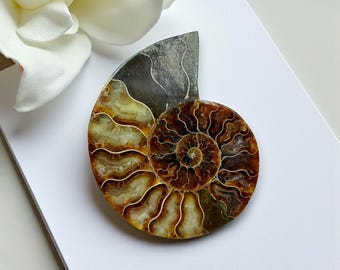 Polished Ammonite Fossil Pair: Spiral Shell Decor - 99mm x 78mm
