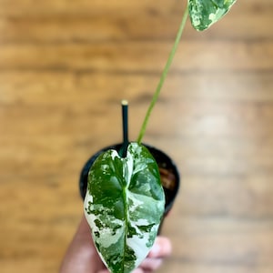 Alocasia Frydek Variegated