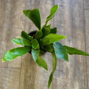 Staghorn Fern