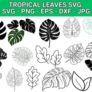 Puede incluir: Diseños de hojas tropicales en varios estilos, incluyendo negro sólido, contorneado y relleno de verde. La imagen incluye el texto "TROPICAL LEAVES SVG SVG - PNG - EPS - DXF - JPG" en una pancarta verde. Adecuado para proyectos de diseño digital.