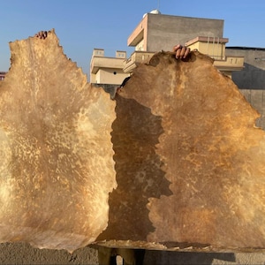Pele de veado natural para confecção de tambor xamânico | Couro cru de grandes dimensões para artesanato