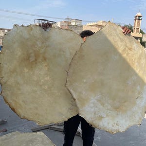 May include: Two large, circular pieces of raw, light beige animal hide with irregular, rough edges. The surfaces are semi-translucent with natural variations in tone, texture, and thickness, displaying a fibrous, organic appearance throughout.