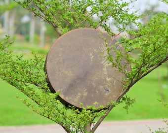 Pode incluir: Um objeto grande, redondo e marrom desgastado está aninhado entre os galhos de uma árvore com folhas verdes vibrantes. A superfície do objeto tem uma aparência texturizada, e o fundo apresenta uma paisagem verde desfocada.