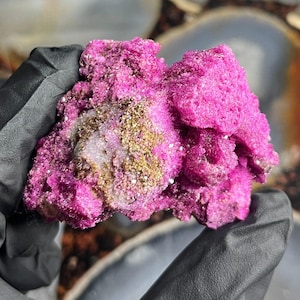 May include: A close-up of a raw mineral specimen with a cluster of bright pink crystals. The mineral has a textured, porous appearance with areas of gold and white. Held by a gloved hand, the specimen is displayed against a blurred background.