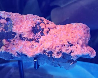 Pink Calcite On Chlorite Quartz With Specularite — Large Uv-Reactive Crystal