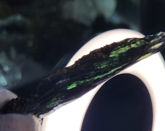 Rare Vivianite Crystal | Natural Blue-Green Vivianite Specimen | One-of-a-Kind Mineral