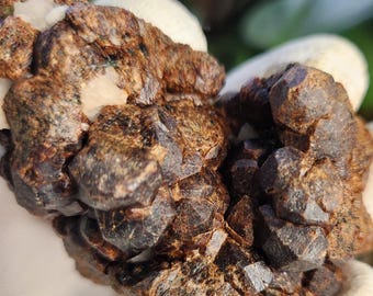 Natural Garnet on Matrix with Pyrite • Raw Almandine Garnet Cluster • Collector