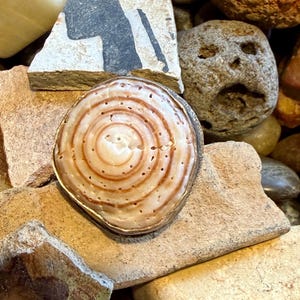 May include: A handcrafted ring featuring a spiral-patterned shell with a silver-colored metal border. The ring is set on a bed of various rocks and stones, showcasing natural textures and colors. The shell's design is a light beige with brown concentric circles.
