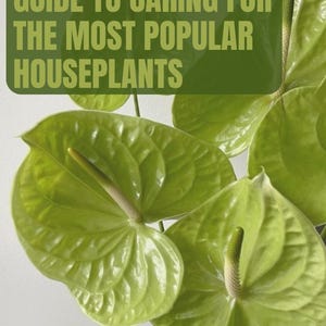 Plant Care Guide PDF | Easy Indoor Houseplant Care Tips | Digital Download for Plant Lovers | Watering, Light, Repotting & Feeding Guide