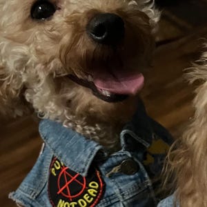 Cro Mags - Custom Punk Rock Dog Battle Vest – Handmade & Dog Safe!