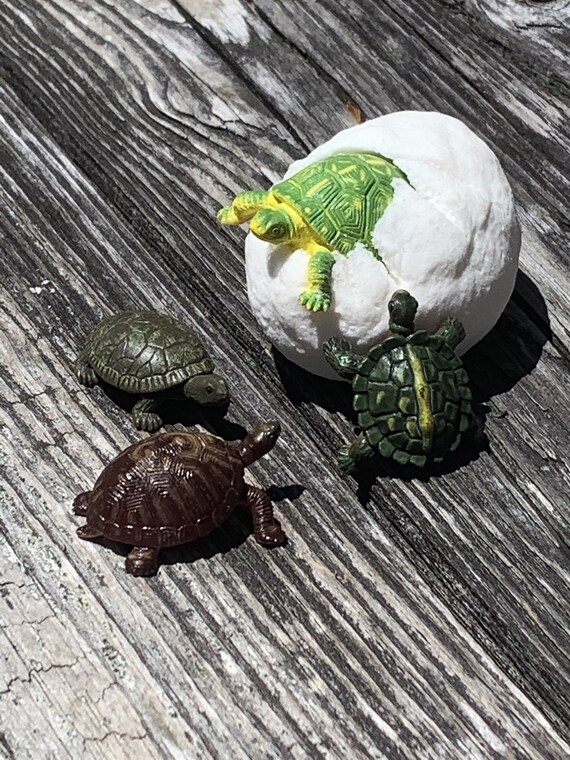Baby Box Turtles Hatching