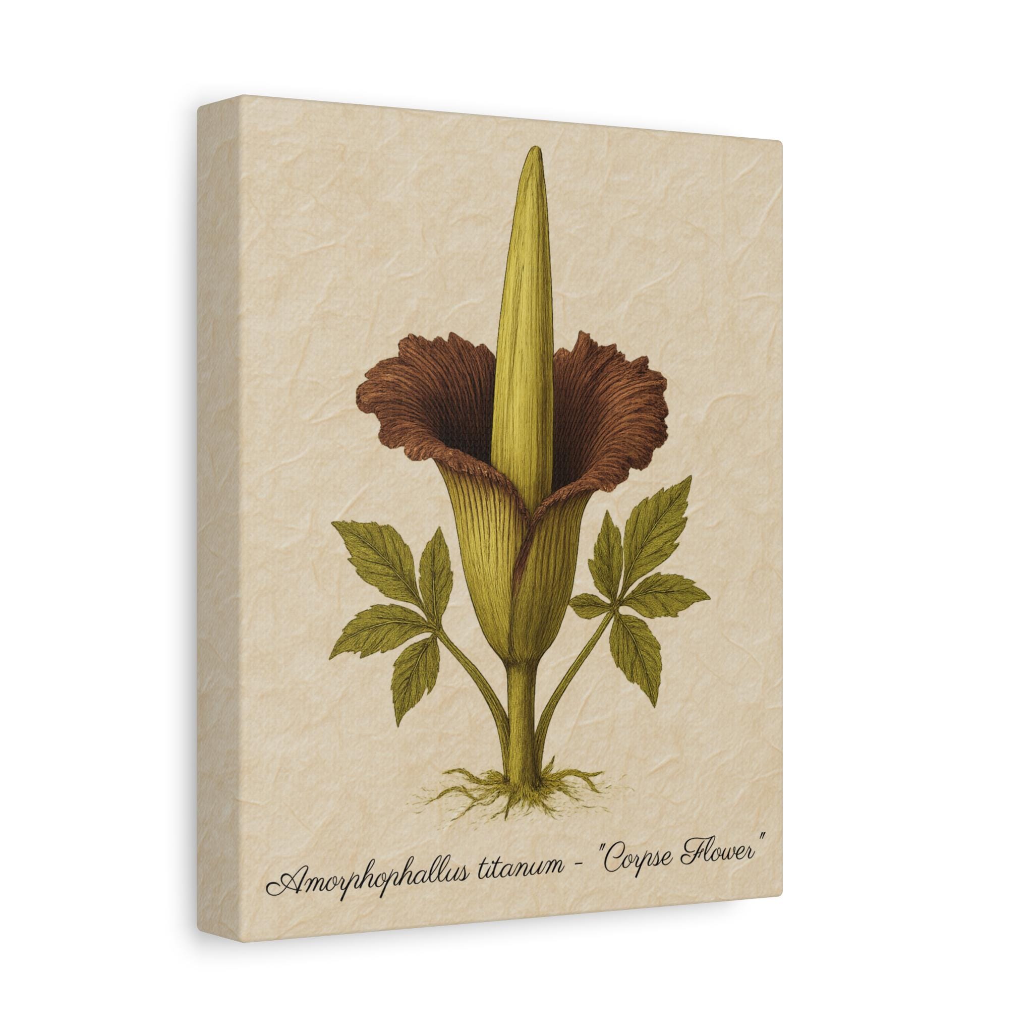 Antique Corpse Flower Canvas Print: Vintage Botanical Wall Art - Etsy