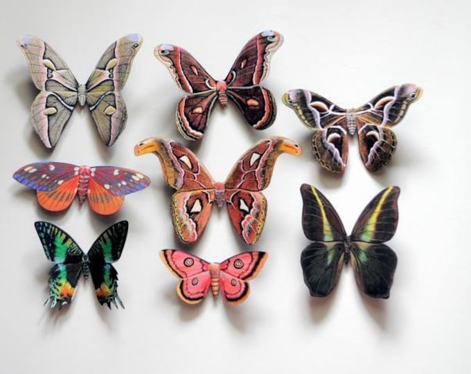 Moth Magnets Refrigerator Magnets Set of 8