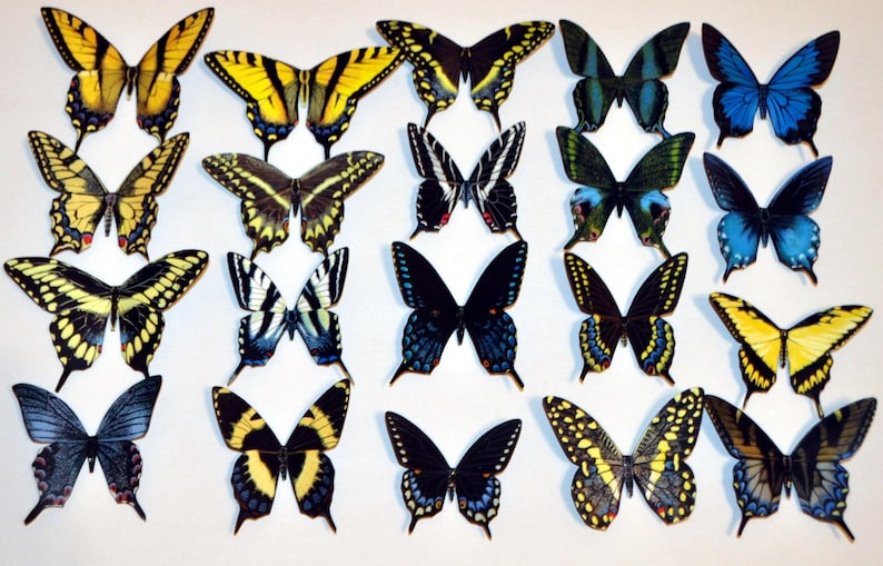 Sample Buttefly Ref Magnet Design Butterfly Magnets Refrigerator Magnets Swallowtails Set of 20 - Etsy