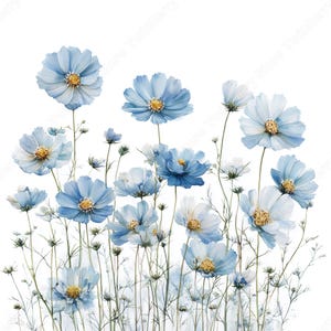 Puede incluir: Ilustración en acuarela de flores de cosmos azules con centros amarillos y delicados tallos verdes. Las flores varían en tonos de azul sobre un fondo blanco. Una impresión de arte botánico.