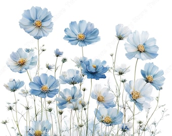 May include: A watercolour illustration of blue cosmos flowers with yellow centres and delicate green stems. The flowers vary in shades of blue against a white background. A botanical art print.