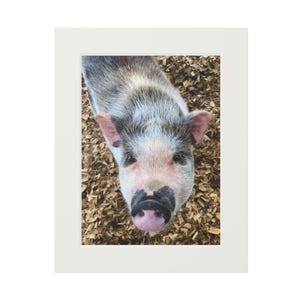 Fine Art Photo Prints - Charming Pig Farm