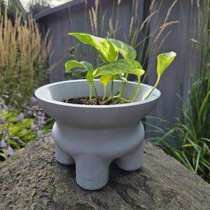 Peut inclure: Un pot de fleur gris clair à trois pieds contenant une petite plante verte avec des feuilles panachées jaune-vert. Le pot est posé sur un gros rocher gris. L'arrière-plan comprend une clôture grise et de hautes herbes.