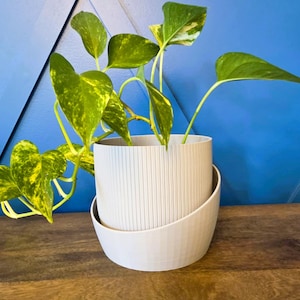 Puede incluir: Una maceta blanca texturizada con un platillo a juego contiene una vibrante planta verde con variegaciones amarillas. Las hojas de la planta son grandes y en forma de corazón. El fondo es una pared azul con diseño geométrico.