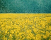Modern Landscape - Fine Art Photography, wildflower, photo, yellow flower field, green, blue, aqua, nature, abstract, dream, print, wall ar