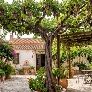 May include: A sunlit courtyard with a mature grape vine laden with purple grapes. The scene includes a rustic building with a terracotta tile roof, potted plants, and a wooden pergola with a table and chairs.