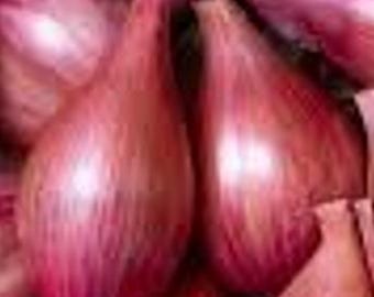 40+ Innovator Shallot Seeds • BGS-124 • High Germination Untreated Seed • French-Type Long-Day Shallot for Spring Planting