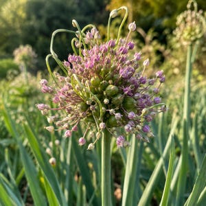 May include: A flowering onion plant featuring a spherical umbel head composed of numerous small, light purple star-shaped blossoms and green seed pods. The cluster sits atop a tall, sturdy green stalk surrounded by long, slender leaves.