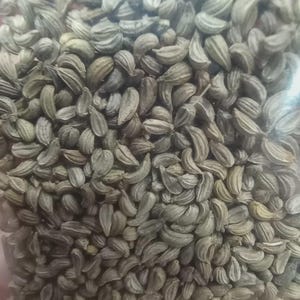 May include: Close-up of a pile of small, light green seeds. The seeds have a ridged texture and a curved shape, resembling tiny crescents. The seeds are tightly packed together, filling the frame.