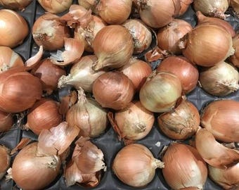 Australian Brown Onion Seeds | Heirloom Sweet Storage Variety (100 Seeds)