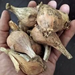 May include: A collection of several light brown, papery plant bulbs with pointed tips and fibrous roots. The bulbs have a dry, textured outer skin and are clustered together, showing various shapes and sizes of dormant botanical specimens.
