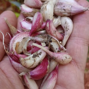 May include: A handful of fresh garlic cloves, some with purple hues, are held in an open palm. The cloves are white with purple streaks and some have dirt on them. The image is a close-up shot, highlighting the texture and color of the garlic.