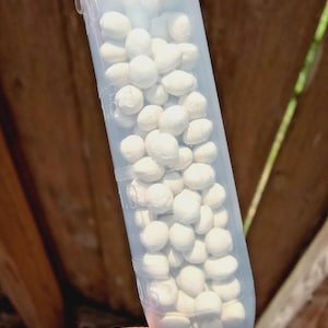 May include: A clear plastic vial filled with numerous small, off-white, spherical objects. The vial is held by a person, with a wooden background visible. The objects appear to be uniform in size and shape, filling the container.