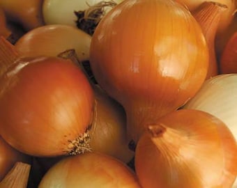 Yellow of Parma Onion Seeds (100 Seeds) | Heirloom Italian Storage Onion | Sweet Yellow Onion | Home Garden Favorite