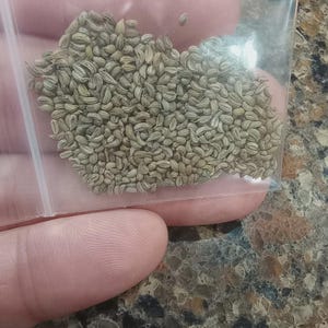 May include: A clear plastic bag filled with a large quantity of small, light brown seeds. The seeds are tightly packed together, and the bag is held in a person's hand. The seeds appear to be celery seeds.
