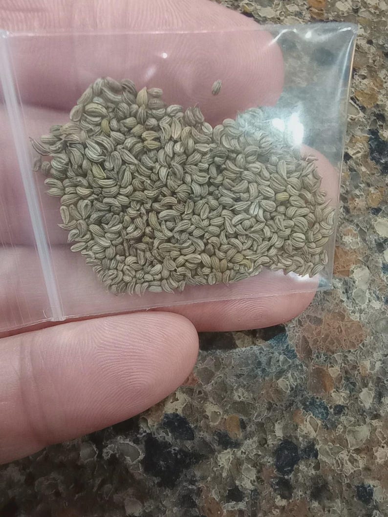 May include: A clear plastic bag filled with a large quantity of small, light brown seeds. The seeds are tightly packed together, and the bag is held in a person's hand. The seeds appear to be celery seeds.