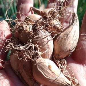 May include: A cluster of light brown, teardrop-shaped plant bulbs with papery, textured outer skins and thin, tangled, dried root systems extending from the base of each bulb, held together in a small group for planting or gardening purposes.