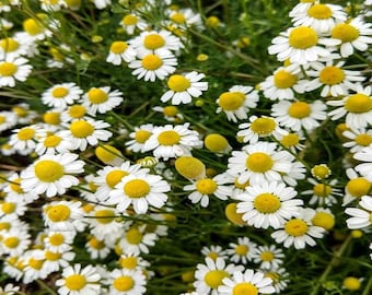1,000 + Zloty Lan Organic Chamomile Seeds – Rare Polish Heirloom