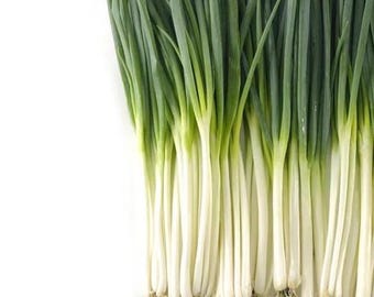 300 + Ishikura Green Onion Seeds | Japanese Bunching Scallions