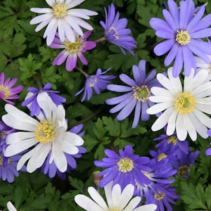 May include: A close-up of a cluster of Anemone flowers in full bloom. The flowers have white and purple petals with yellow centers, set against a backdrop of green foliage. The petals are delicate and the colors are vibrant.