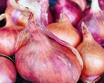 50+ Ed’s Red Shallot Seeds – Heirloom Multiplier Shallot for Spring or Fall Planting | Long Day Storage