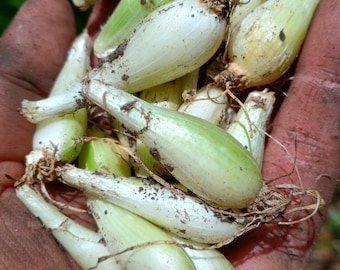 12+ True Louisiana Evergreen Multiplying Onion Bulbs – Louisiana Shallot / Perennial Green Onion Sets – Heirloom